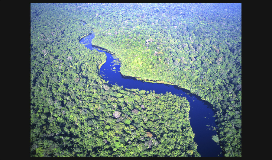 アマゾン川のジャングル